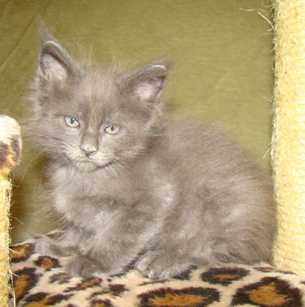 ���� ��� ������� ��������� Catsvill County!  ���� ����! ������ ������ ���� ���! ���� ��� ������ ������ � ����� ����!!! �������� ���� ����� Catsvill County +7-926-544-74-09  ���� ��� �������� ������. ���� ��� ������, ���� ��� �������, ���� ��� ������,  ���� ��� ����, ���� ��� ��������, ���� ����,  ������ ������ ���� ���,  ������ ����-����, ����� ������� ������ �����, ����� ����� ������!